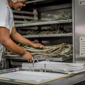 Connaissance_Valorisation_Biodiversite_vegetale_PARM_martinique Connaissance_Valorisation_Biodiversite_vegetale_PARM_martinique