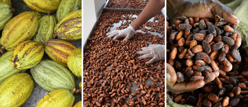 Cacao_martinique_diversité_génétiques